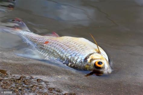 死魚怎麼處理|魚缸里的魚死了，撈出來後，後面的程序你知道嗎？